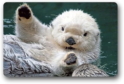 Home Tapis De Porte Personnalisee Bebe Loutre Indoormats Paillasson Personnalise Machine Paillasson Tapis De Caoutchouc Antiderapant Tapis De Sol Chambre Tapis De Bain 23 6 L X 15 7 L Pouces Amazon Ca Sports Et