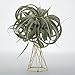 Air Plant Stand Air Plant Holder Tillandsia Holder Air Plant Display Stand Streptophylla Air Plant Stand, Pack of 2thumb 2
