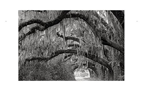 Wild Horses of Cumberland Island - Thumbnail 2