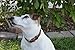 Soft Touch Collars Brown Leather Padded Dog Collar, Size Small,16