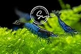 Swimming Creatures™ 10 Blue Rili