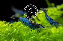 Swimming Creatures™ 10 Blue Rili
