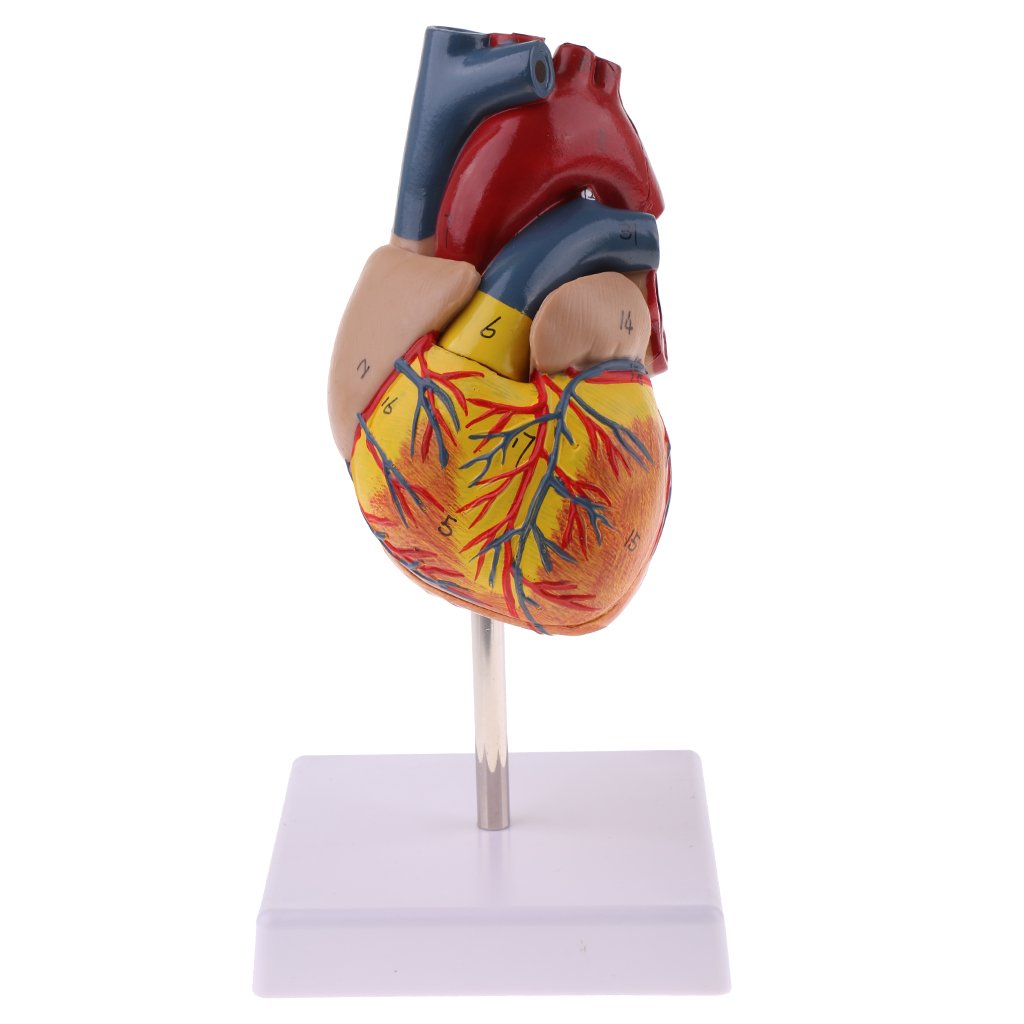 Buy 1 1 Simulation Human Heart Viscera Anatomical Model Anatomy Science School Lab Biology Supplies W 34 Labeled Diagrams Online At Low Prices In India Amazon In