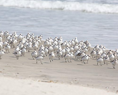 Photograph of a Flock of Birds on the Beach -"Sanderlings on the Move" - Coastal Wall Art in Blue and White