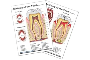 BLUE TREE PUBLISHING Tooth Charts (A4)