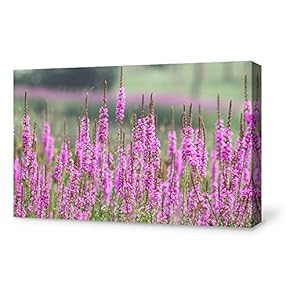 Canvas Wall Art for Living Room,Bedroom Home Artwork Paintings Romantic Lavender Ready to Hang - 12x18 inches
