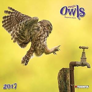 Magic Owls (170325)