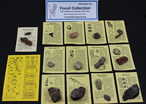 Fossil Collection (13 pc.) with ID Cards & Trilobite, Sharks teeth, Coprolite (fossilized Turtle Poop) Educational Dancing Bear Brand.