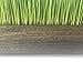 Wheatgrass
