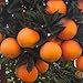 12 Navel Oranges: A Box of Sunshine from Organic Mountain