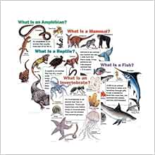 All About Animals Chart Pack: School Specialty Publishing