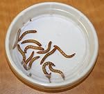 6x Small Worm Feeder Replacement Cups