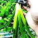 Giant Jungle Val | Vallisneria Gigantea Potted Tall Background Live Aquarium Plants Decoration Tropical Freshwater Fish Tank by Greenpro