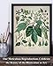 Hops Plant - Vintage Botanical Illustration of Humulus Lupulus 11x14 Unframed Print, Brewery Decor, Home Bar & Mancave Art, Beer Brewing Hops Print, Apothecary & Herbalism Décor