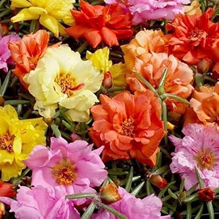 Planthub Portulaca Flower Seeds, Portulaca Grandiflora Mixed, Pack of 400 Seeds.