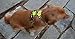 Chai's Choice Best Outdoor Adventure Dog Harness (Large, Green)