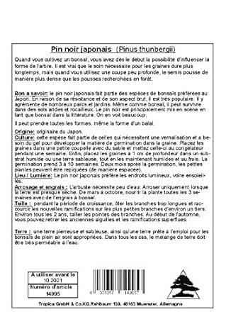 Amazoncom Tropica Japanese Black Pine Pinus Thunbergii