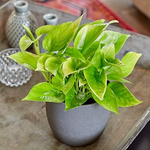 Plant Theory 15cm Devil's Ivy Golden Pothos Scindapsus Indoor House Plant 14cm Pot