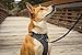 Ruffwear, Front Range Dog Harness, Reflective Soft Padded Everyday Harness with Dual Leash Clips, Adjustable and Lightweight Fit for Training or Walking for All Dogs, Twilight Gray, XX-Small