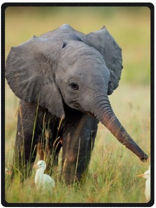 elephant fleece blanket