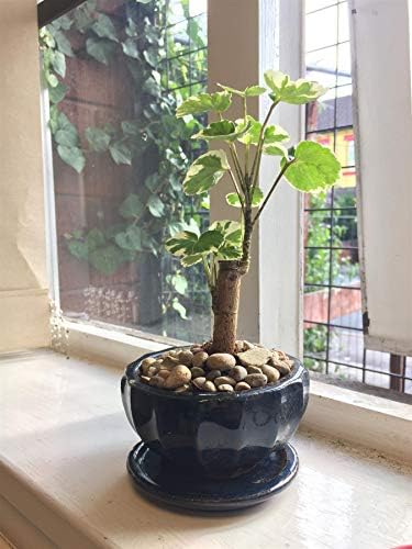 Fabian Aralia Indoor House Plant @ Pot Polyscias Scutellaria Shield Plum Balfour