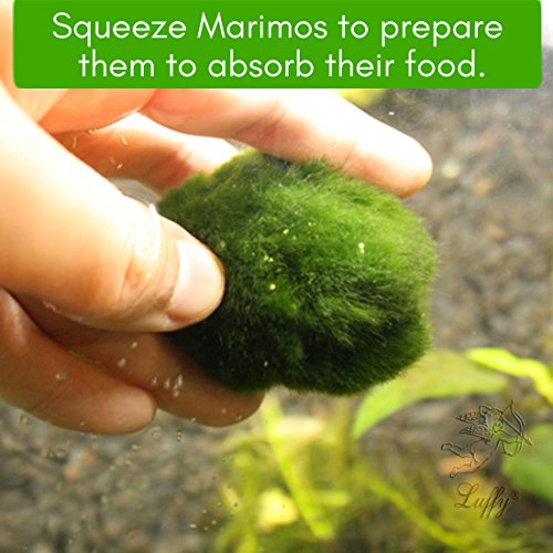 Luffy Plump Your marimo Fertilizer - Marimo Food boosts Growth - Imparts and enhances Color - Regular Dosage Results in fluffier marimos