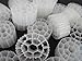 K3 Bio Filter Media Moving Bed Biofilm Reactor (MBBR) for Aquaponics, Aquaculture, Hydroponics - Ponds - Aquariums by Wholesale Koi Farm (1 Cubic Foot)