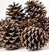 12 Ponderosa Decorative 3