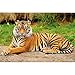 Poster – Majestic Tiger – Picture Decoration Panthera Tigris Jungle Predator Wildcat Wild Big Cat Animal Rainforest Bali India Image Photo Decor Wall Mural (55x39.4in - 140x100cm)