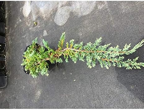 Amazon 送料無料 30本 セット グランドカバー コニファー ウィルトニー 常緑樹 低木 15 0ｐ 30本 グランドカバー 下草 雑草予防 Diy 工具 ガーデン