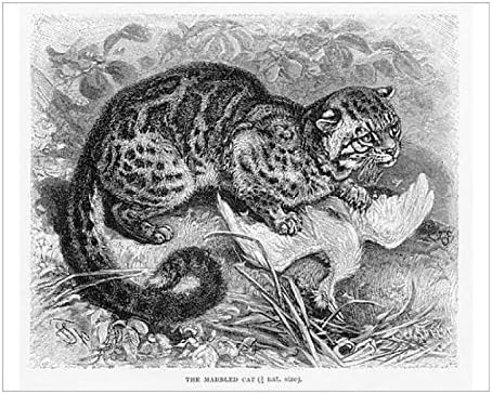 Amazon Com Media Storehouse 10x8 Print Of Marbled Cat Engraving 14 Posters Prints