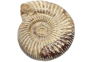 KONU 1pc Polished Raw Shell Specimen Madagascar Ammonite Rough Stones for Decor Shell Fossil