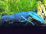 1 Male/Female Pair of Electric Blue Crayfish/Freshwater Lobsters (2-3 inch Young Adults) by Aquatic Arts