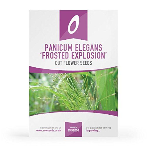 Panicum elegans Frosted Explosion Grass Seed Amazon.co.uk Garden