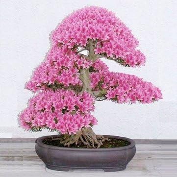 10Pcs Rare Sakura Seeds Cherry Blossoms Seeds Garden Flower Bonsai Tree by Aroundstore