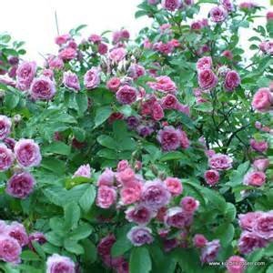 Rosa Rugosa Pink Flowers 25 Seeds Japanese Rose Plant Amazon In Garden Outdoors
