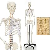 RONTEN Human Skeleton Model for Medical