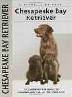 ducky chesapeake bay retriever