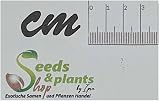 5X Microgramma Lycopodioides Fern Seeds by Seeds & Plants Shop by Ipsa view 2