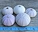 Nautical Crush Trading Sea Urchins Shells for Air Plants - 5 Purple (1.5-2.5