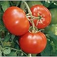 Carmello VFNT Hybrid Tomato Seeds (40 Seed Pack)