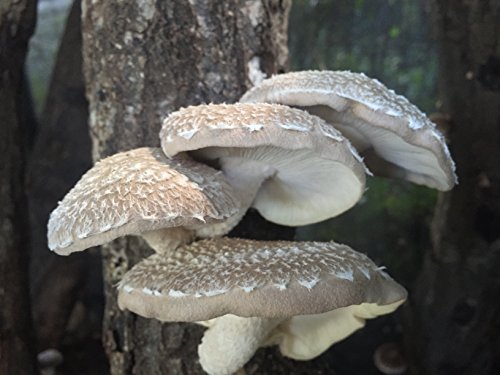 11" Skinny Girl WR Shiitake Mushroom Log Grow Amazing Edible Mushrooms Kit