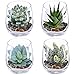 Supla 4 Set Artificial Fake Succulent Plants Echeveria Terrarium Glass Containers Decorations Clear (4 Artificial Succulents+1.1 Lb White Sand+1.32 Lb Stone + 4 Glass Containers +1 Floral Wire Cutter)
