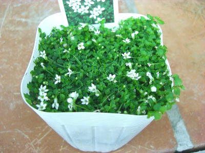 Amazon Co Jp 花苗 プラティア ホワイト 星の王子様 ラベル付き３号苗 ホーム キッチン