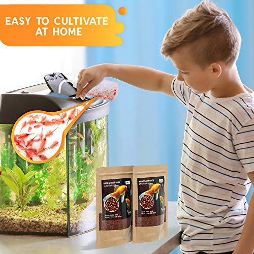 Brine shrimp eggs live brine shrimp for fish best freshwater fish