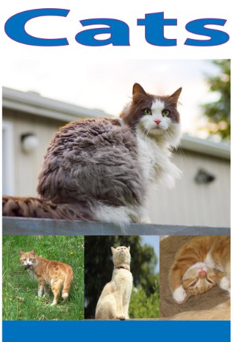 Cats: pictures of all types of cats