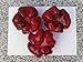 Hungarian Sweet Red Pepper "Super Greygo", Extremely Rare, 100 % Natural Non Gmo !