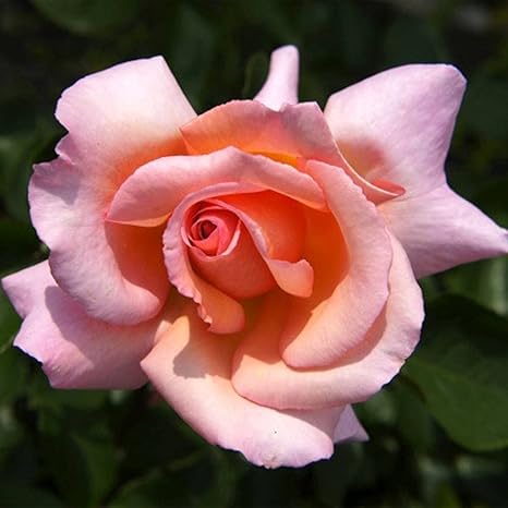 Amazon バラ苗 コンパッション 長尺苗 つるバラ 四季咲き 強香 強健 つるばら バラ苗木 西濃運輸お届け 北海道 沖縄 離島不可 花