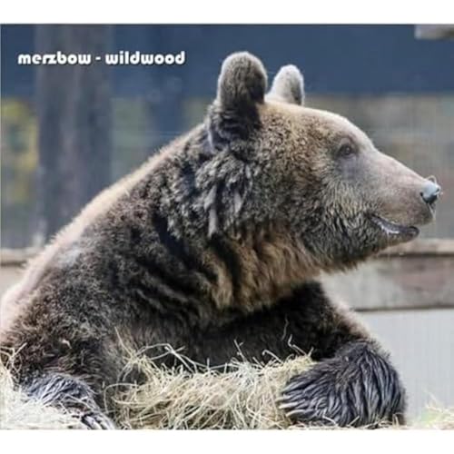 Wildwood at Amazon