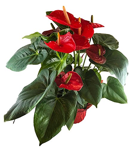 Anthurium Flamigo Flower 6 Inch